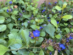Ceratostigma plumbaginoides