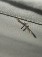 Platyptilia carduidactylus