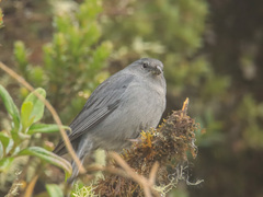Geospizopsis unicolor
