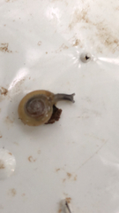 Oxychilus draparnaudi