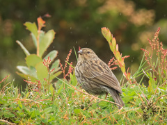 Geospizopsis unicolor