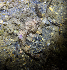 Scorpaena porcus