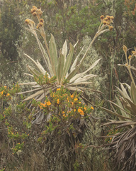 Espeletia