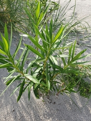 Nerium oleander