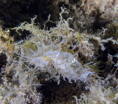 Hippocampus guttulatus