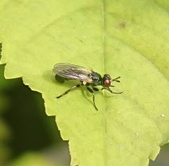 Thecophora