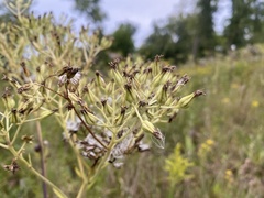 Arnoglossum atriplicifolium