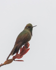 Chalcostigma heteropogon