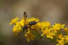 Andrena nubecula