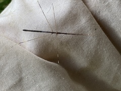 Emesaya brevipennis