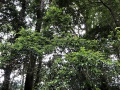 Ilex hayataiana
