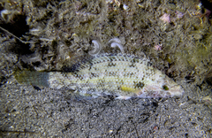 Symphodus tinca