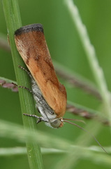 Ponometia exigua