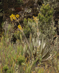 Espeletia