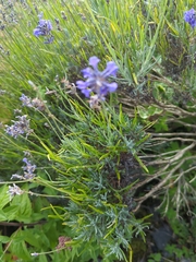 Lavandula angustifolia