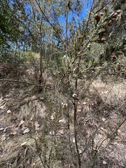 Erica arborea