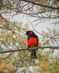 Anisognathus igniventris