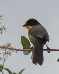 Atlapetes pallidinucha