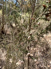 Erica arborea