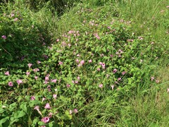 Ipomoea cordatotriloba