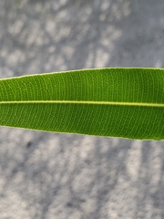 Nerium oleander