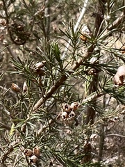 Erica arborea