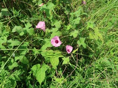 Ipomoea cordatotriloba