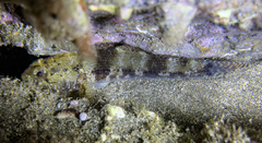 Gobius paganellus