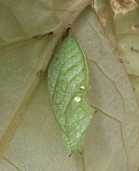 Nymphalidae