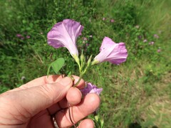 Ipomoea cordatotriloba