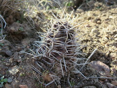 Austrocactus coxii