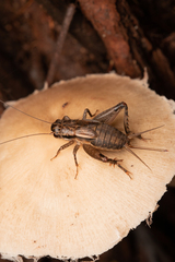 Gryllidae