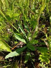 Pilosella novosibirskensis