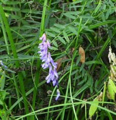Vicia villosa