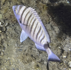 Diplodus puntazzo
