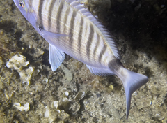 Diplodus puntazzo