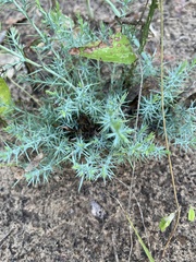 Juniperus ashei