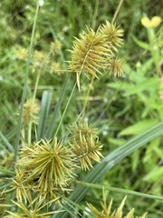Cyperus odoratus