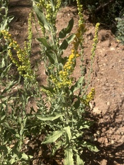 Solidago velutina