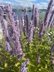 Agastache