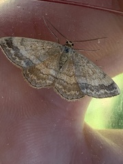 Scopula rubiginata