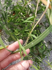 Ipomoea sagittata
