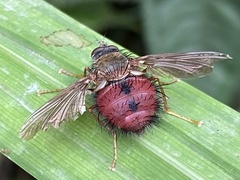 Tachininae