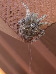 Araneus gemmoides