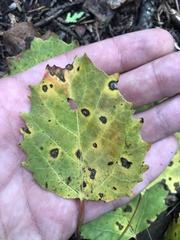 Populus grandidentata