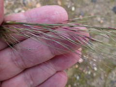 Austrostipa
