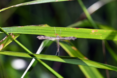 Stenoptilia