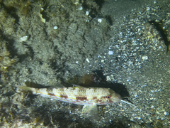 Mullus surmuletus