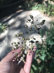 Scrophularia lanceolata