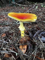 Amanita jacksonii
